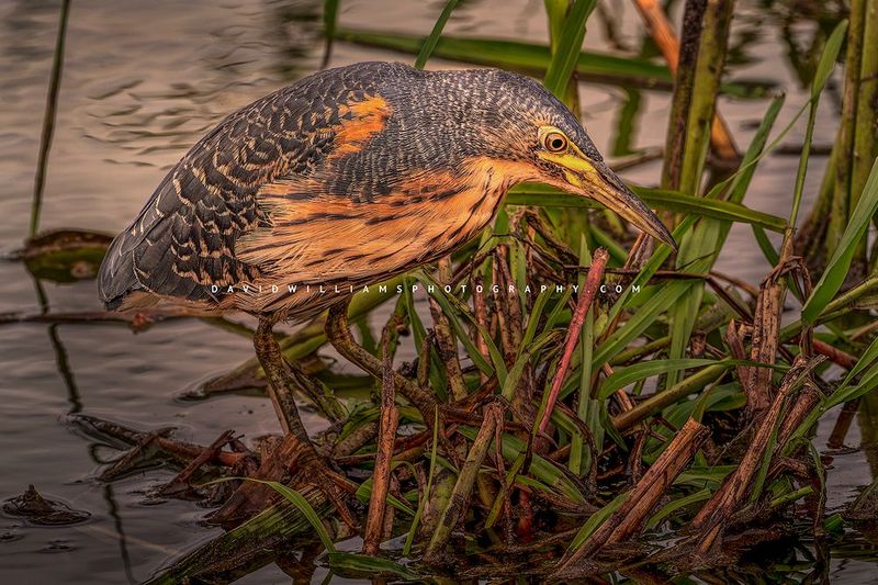 Dwarf Bittern Heron NZ90788