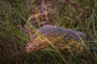 Nile Monitor S NZ90831