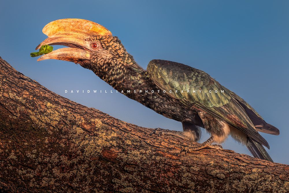 Silver Cheeked Hornbill S 0Z83571EN