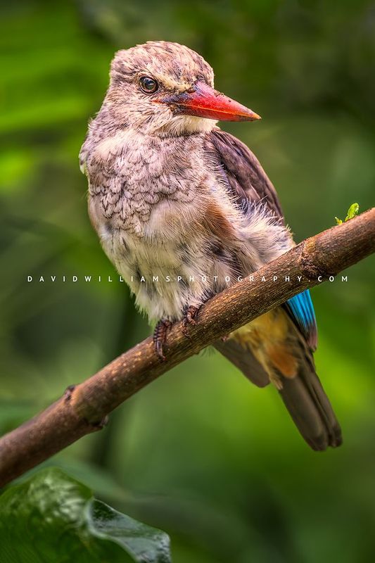 Grey-Headed Kingfisher 0Z83856