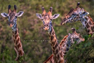 Giraffe GP 0Z83982