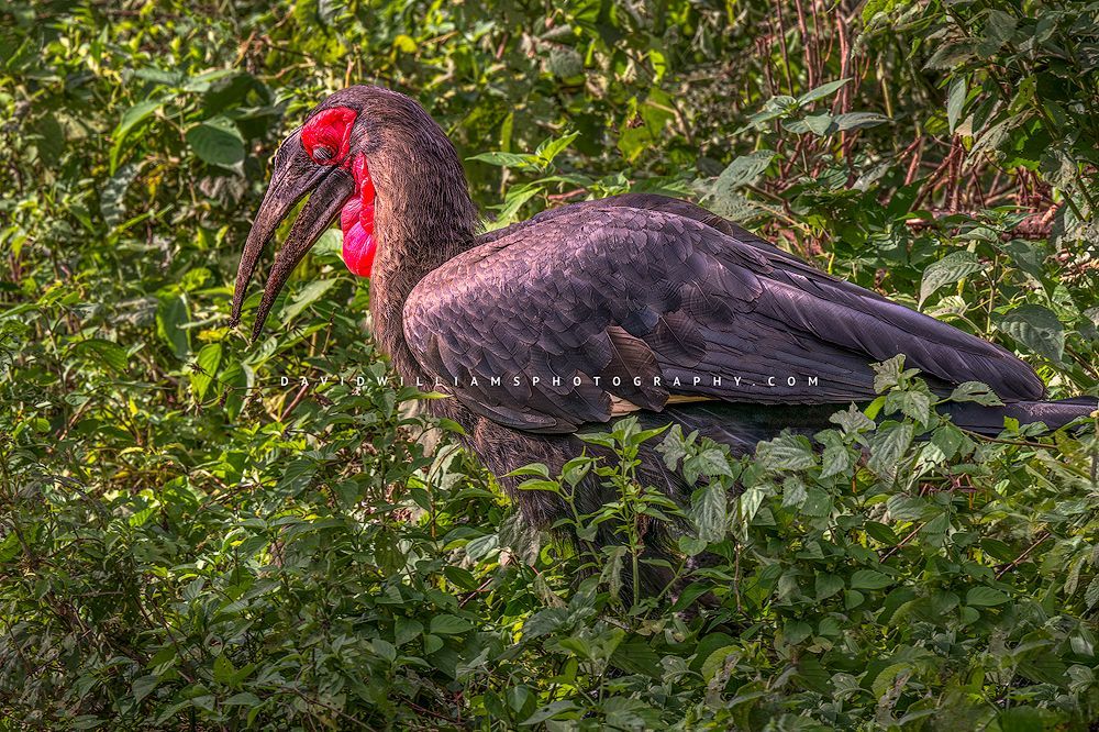 Southern Ground Hornbill S NZ91344