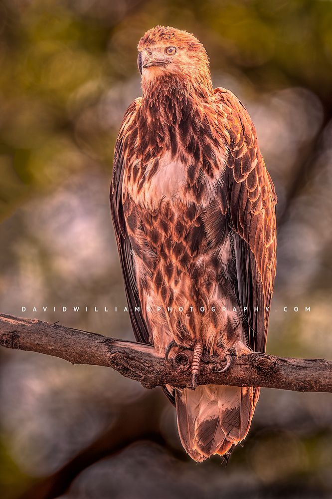 African Fish Eagle 0Z84074