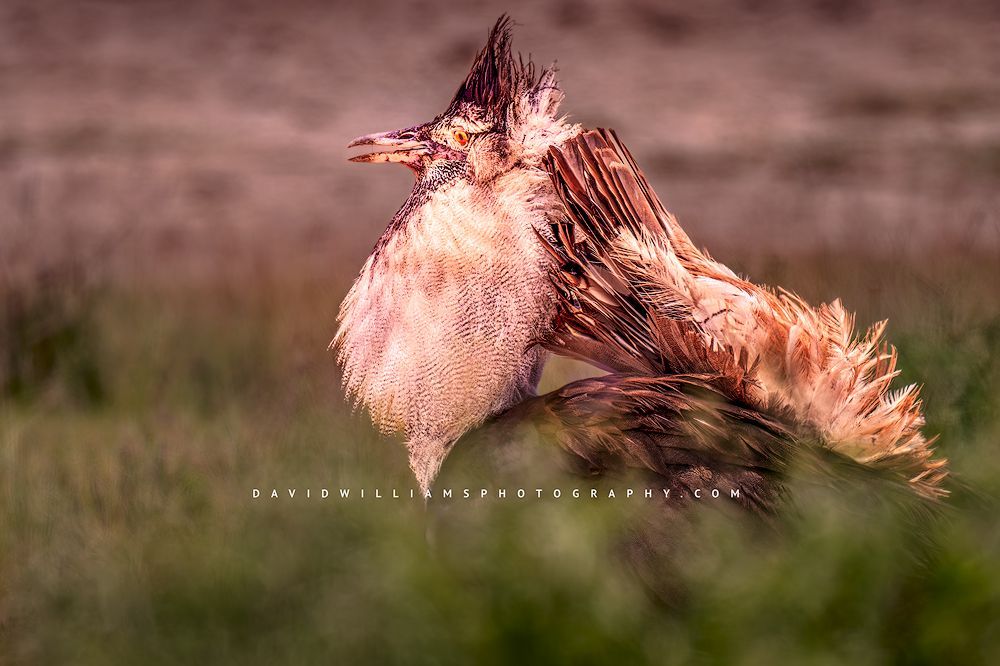 Kori Bustard S 0Z84858