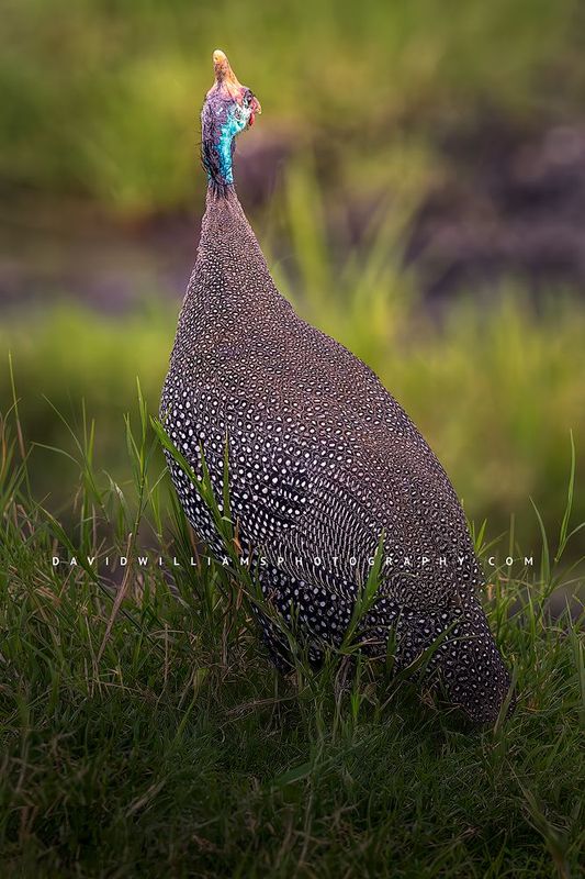 Helmeted Guineafowl S NZ91588