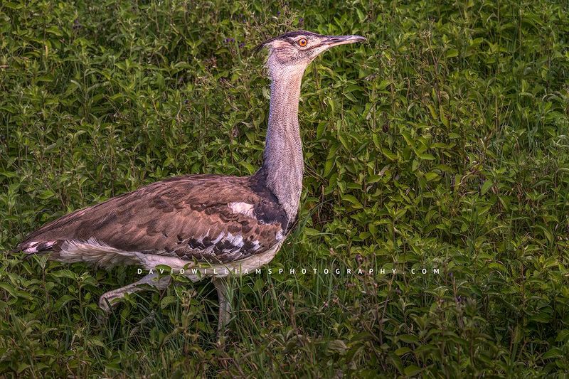 Kori Bustard S NZ91970