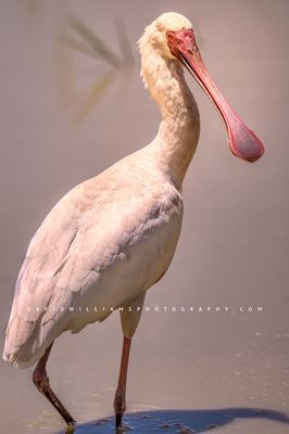 African Spoonbill S 0Z85816