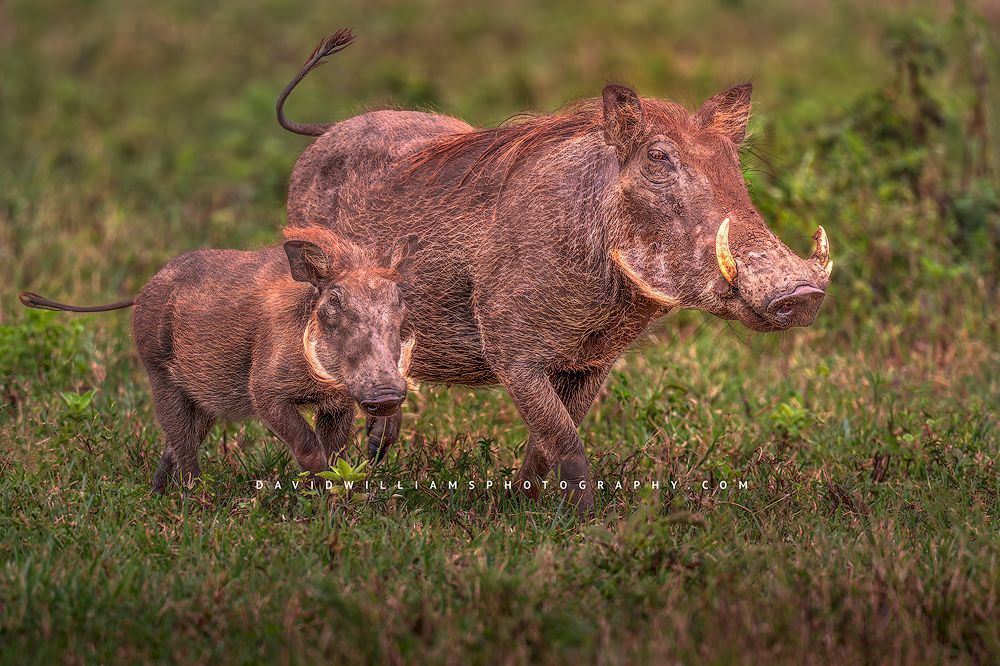 Warthog GP 0Z86172
