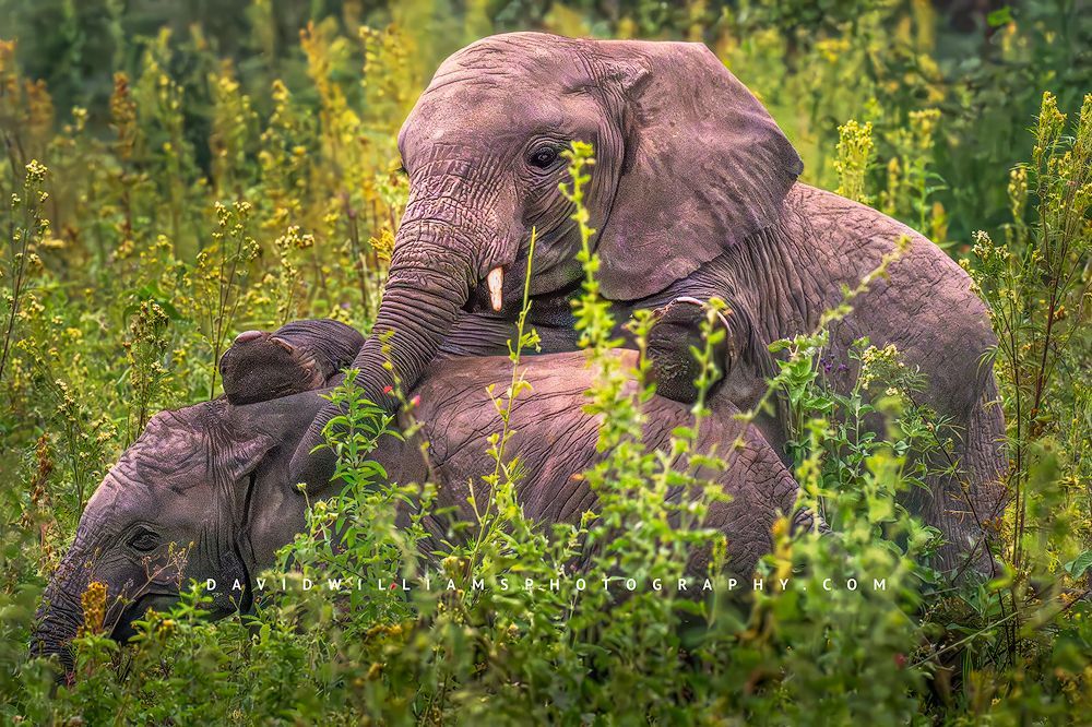 Elephant GP 0Z86519