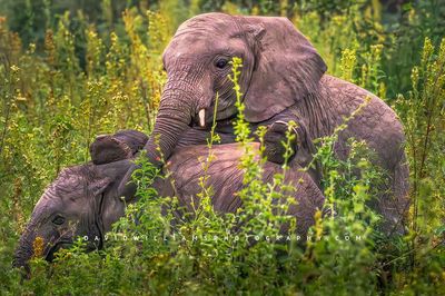 Elephant GP 0Z86519