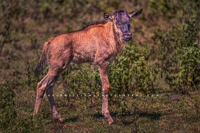 Wildebeest S NZ92169