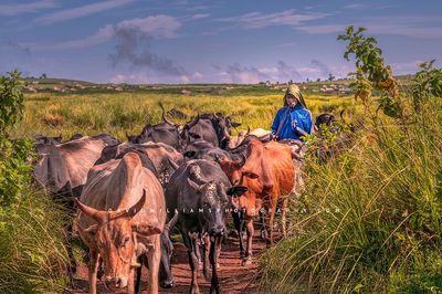 African Cattleman NZ92111