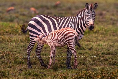 Zebra GP NZ02178