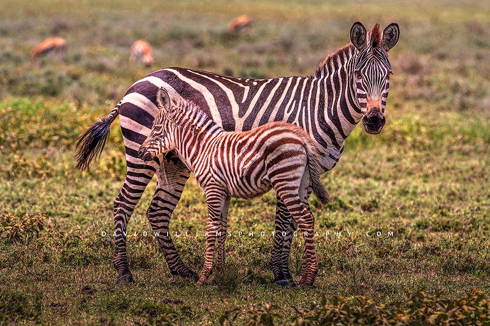 Zebra GP NZ92188