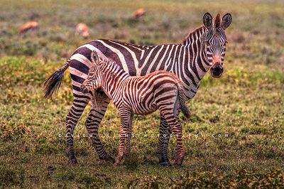 Zebra GP NZ92188