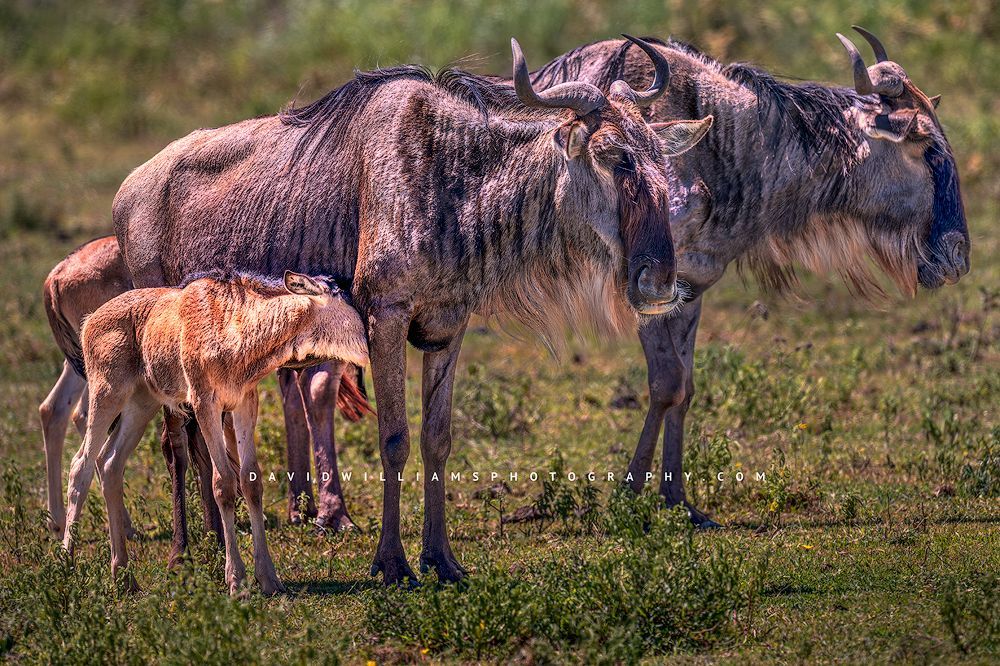Wildebeest GP0Z86569