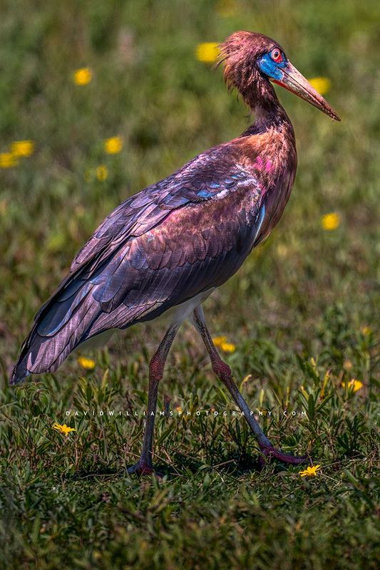 Abdim's Stork S 0Z86699