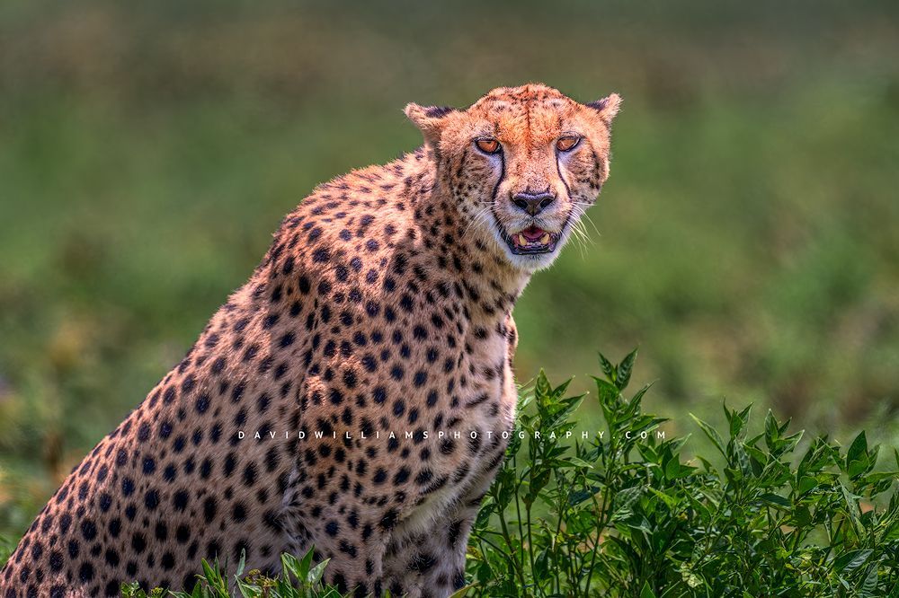 Cheetah S 0Z86812