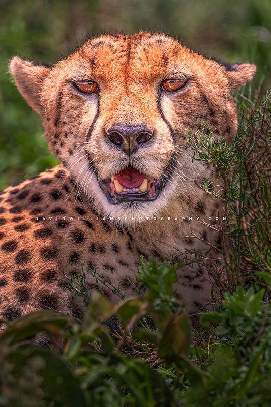 Cheetah S 0Z86982