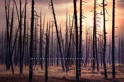 Yellowstone Sunrise 0Z80183