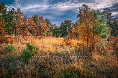 Fall_BKT4008
