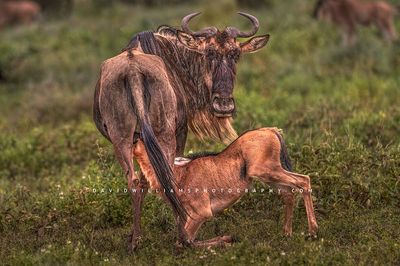 Wildebeest GP NZ92275