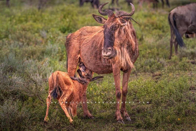 Wildebeest GP NZ92255