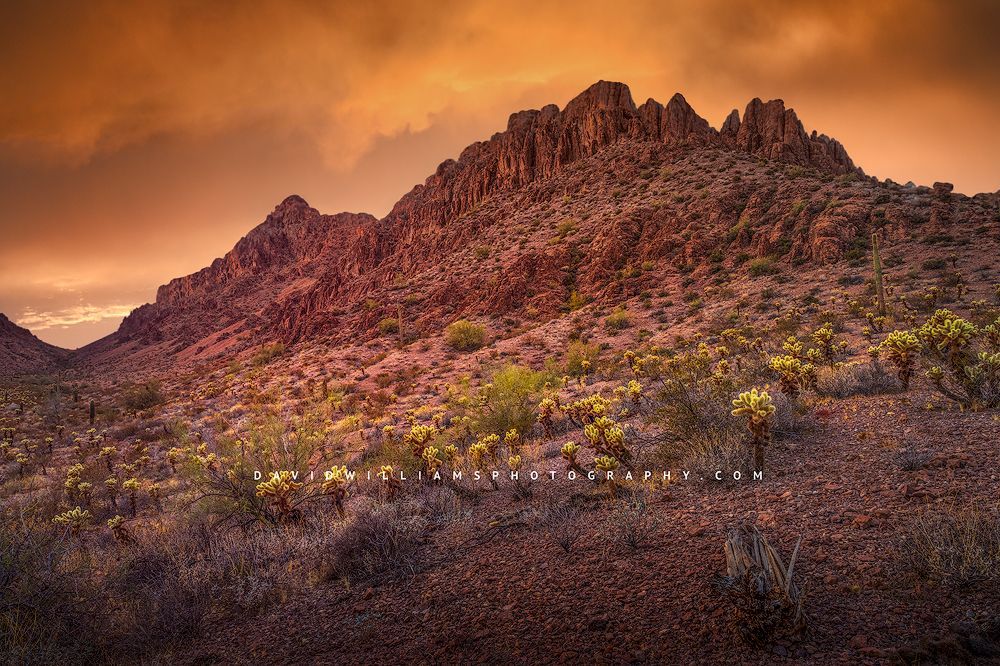 Kofa_D851896