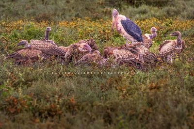 Vulture GP NZ92332