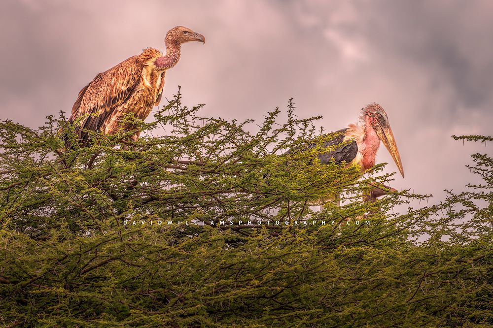 Vulture GP NZ92317