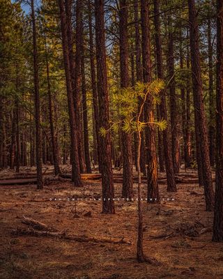 Social-Distancing_D859399
