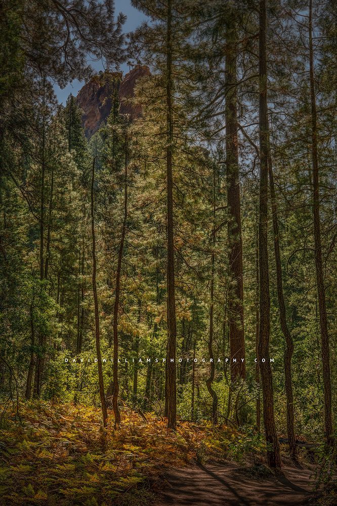 Treesin_D850375