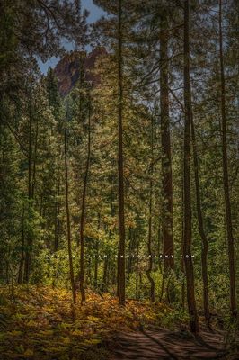 Treesin_D850375