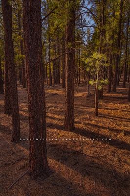 Trees_D859328