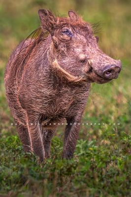 Warthog S 0Z86166