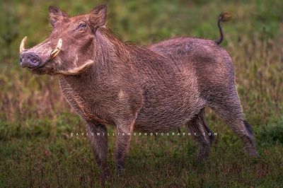 Warthog S 0Z86212