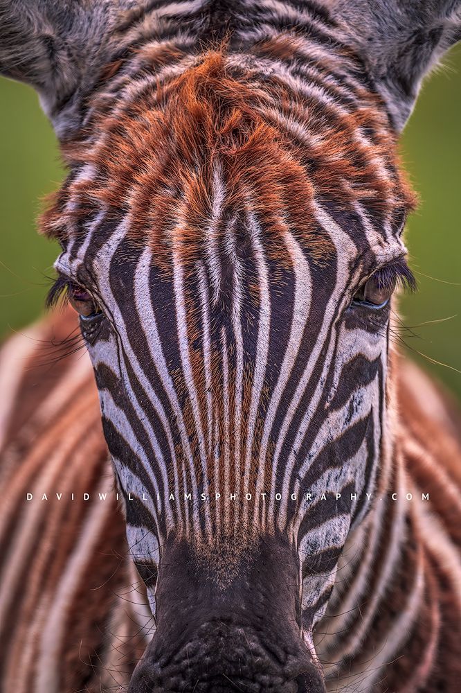 Zebra S 0Z85401