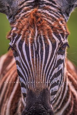 Zebra S 0Z85401