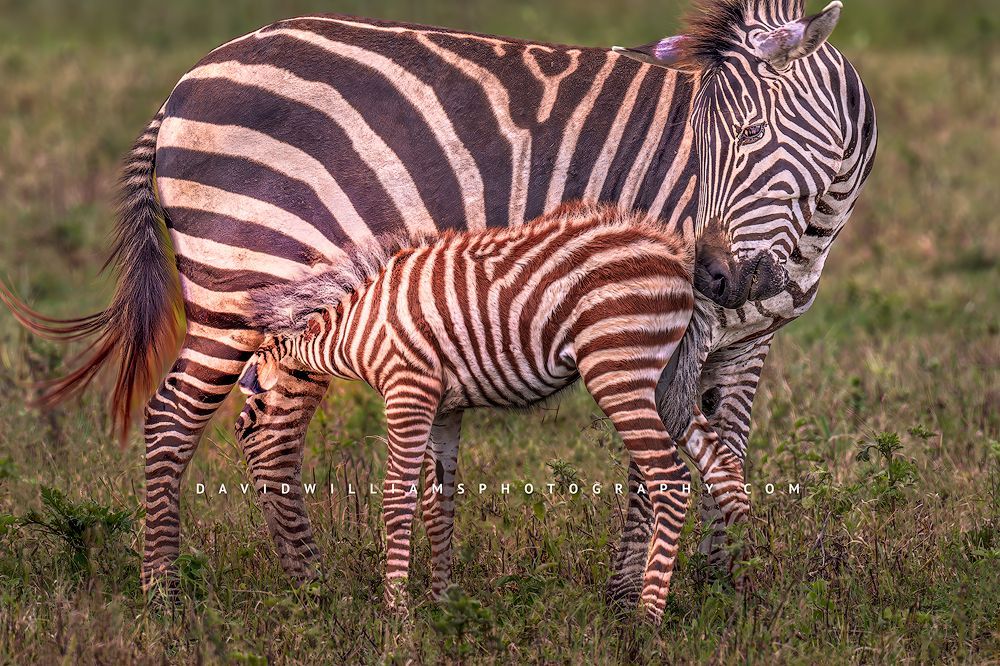 Zebra GP 0Z86259