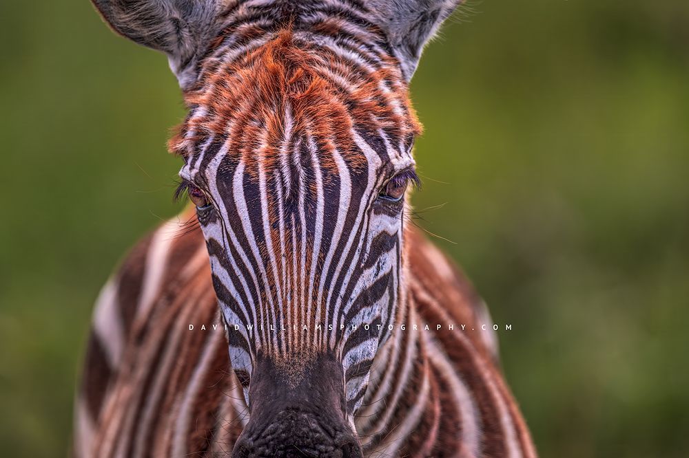 Zebra S 0Z85402