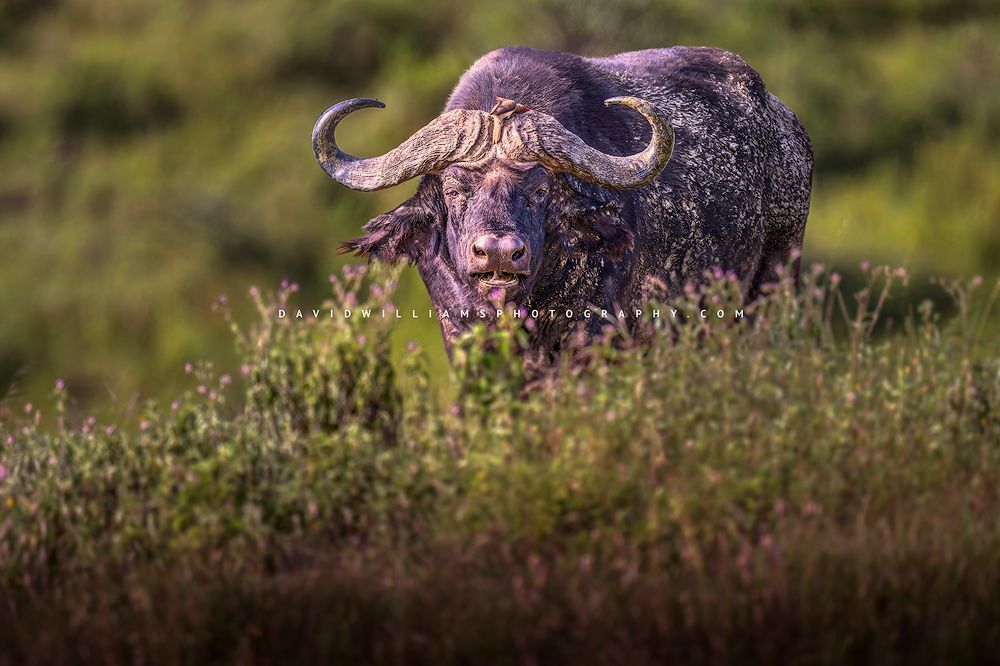 African Buffalo S 0Z85178