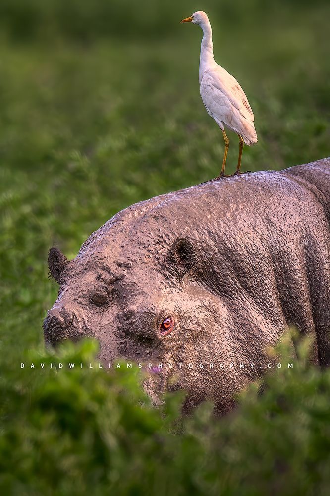 Hippo S 0Z85142EN