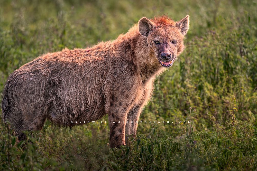 Hyena S 0Z85288