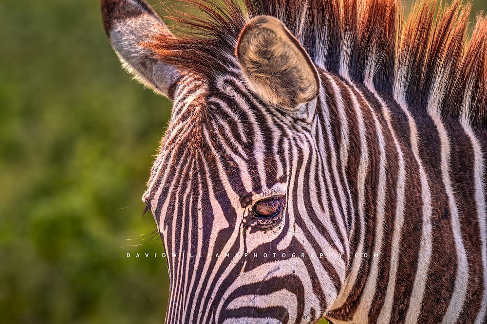Zebra S 0Z85310