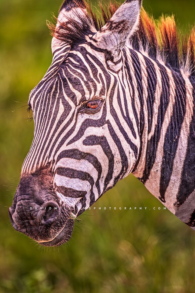 Zebra S 0Z85438