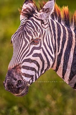 Zebra S 0Z85438