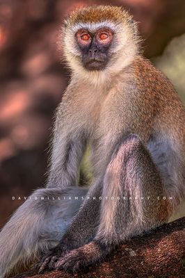 Vervet S 0Z83912