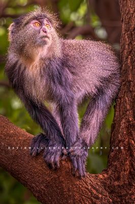 Blue Monkey S NZ91394
