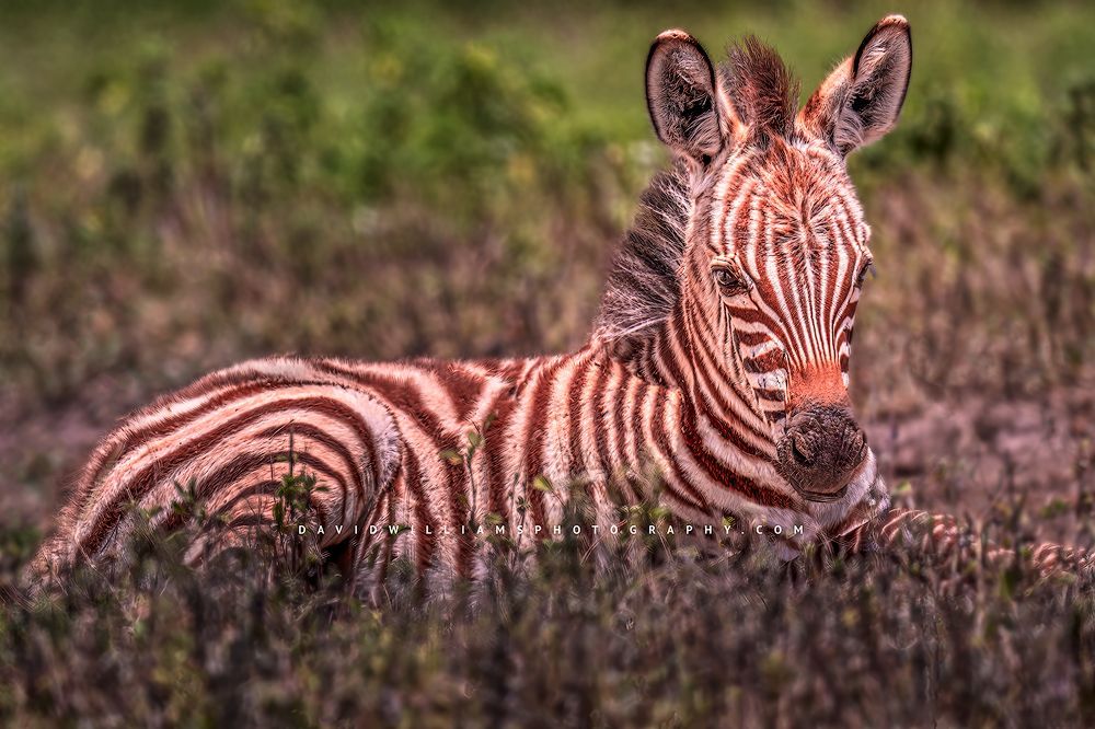 Zebra S 0Z84369
