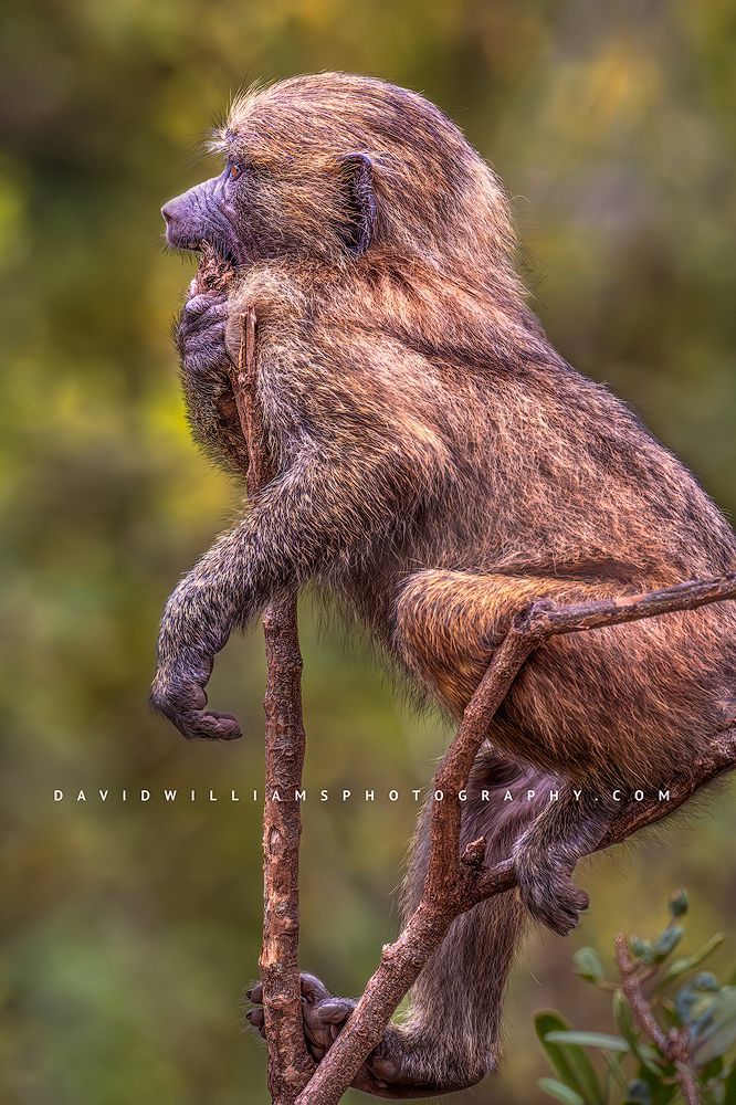 Baboon S 0Z83762